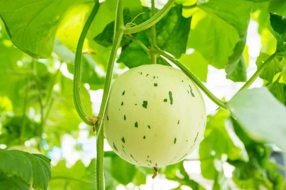 微信图片_20190523181838 微信图片_20190523181838